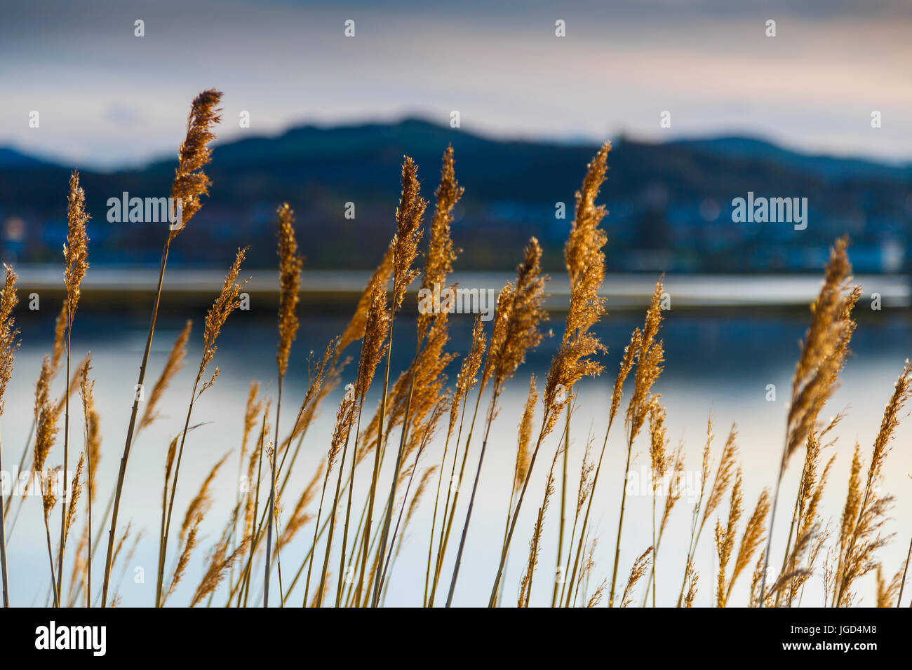 Roseaux communs (Phragmites australis). Banque D'Images