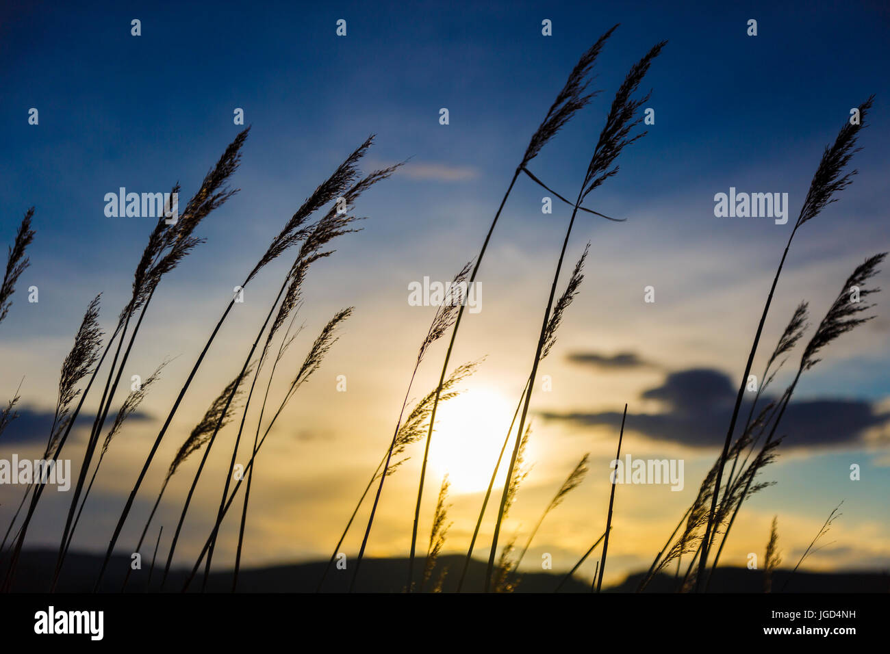 Roseaux communs (Phragmites australis). Banque D'Images