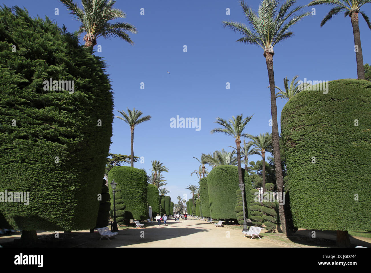 Parque Genoves jardins botaniques de la ville de Cádiz Espagne Vue de l'avenue bordée d'arbres Banque D'Images