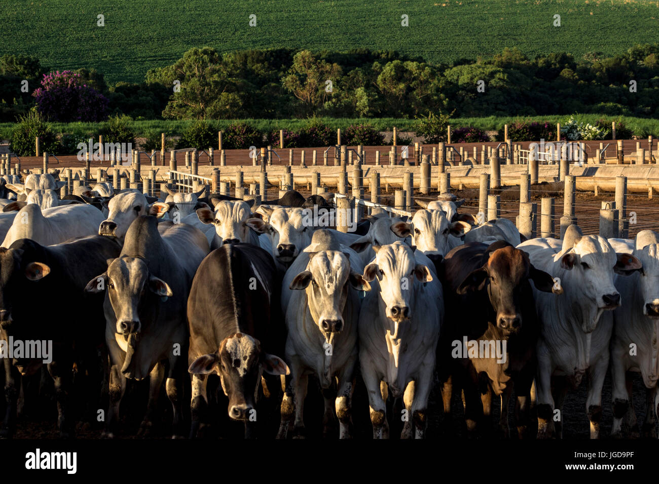 Nelore, bétail confiné, ferme, comté, 01.09.2015, São Sebastião da Amoreira, Paraná, Brésil. Banque D'Images
