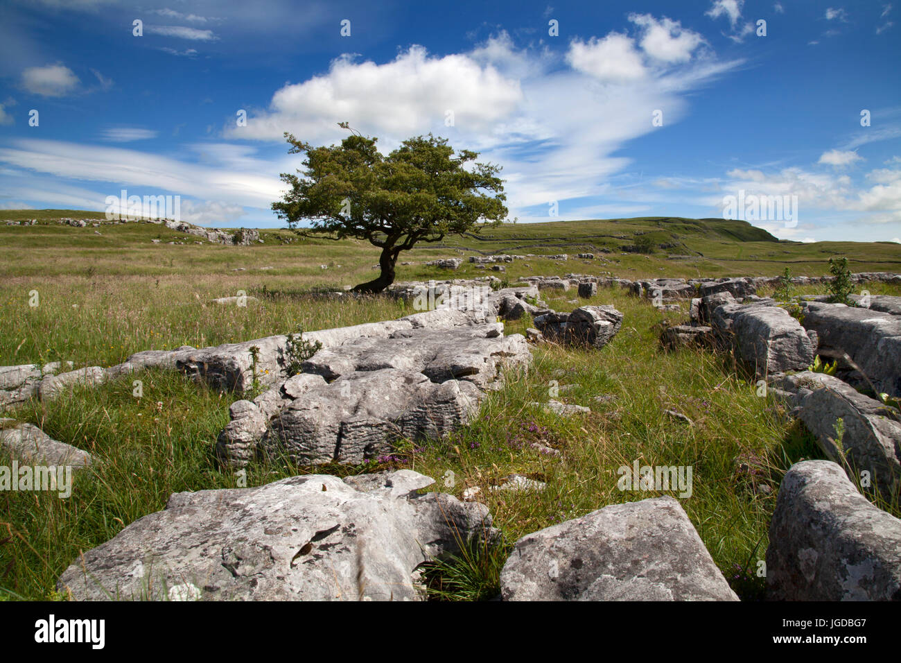 Pierres et Winskill arbre isolé sur Lapiez, North Yorkshire Dales Banque D'Images