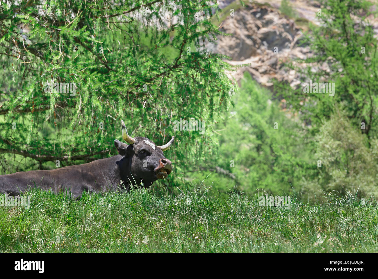 Vache Noire in Green grass Banque D'Images