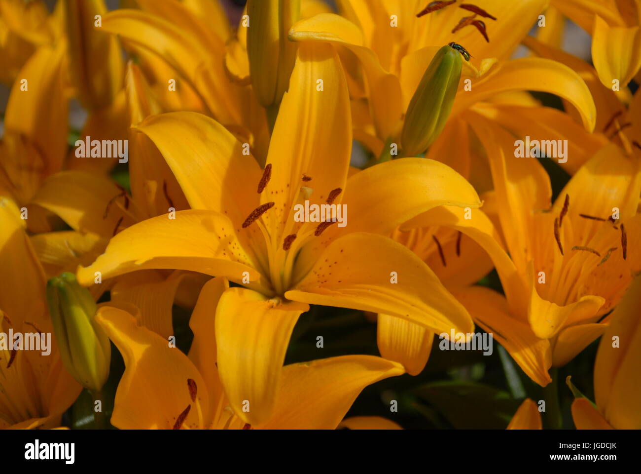 Le lis tigré jaune Banque D'Images
