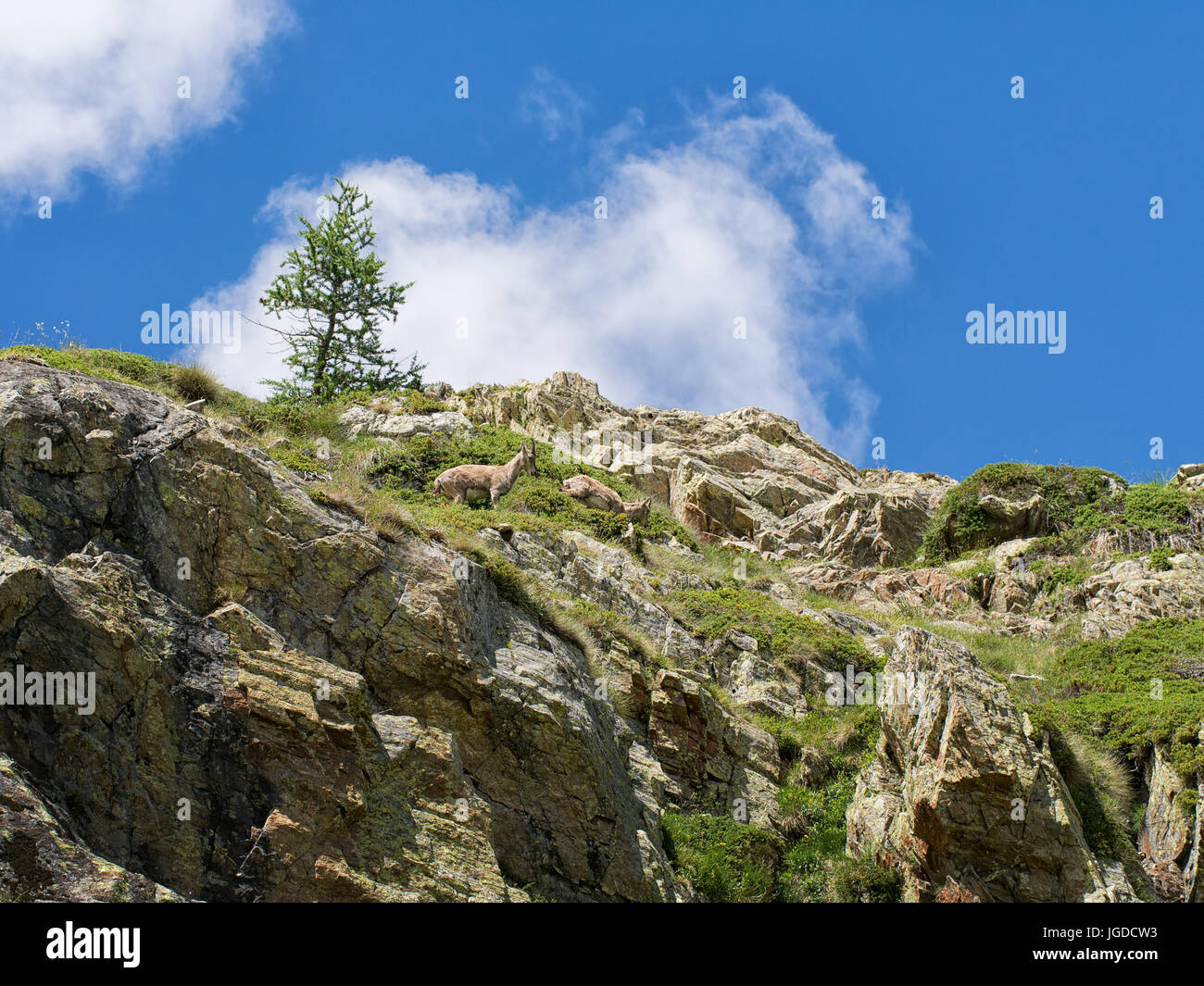 Chevreuil dans la montagne des Alpes italiennes. Banque D'Images