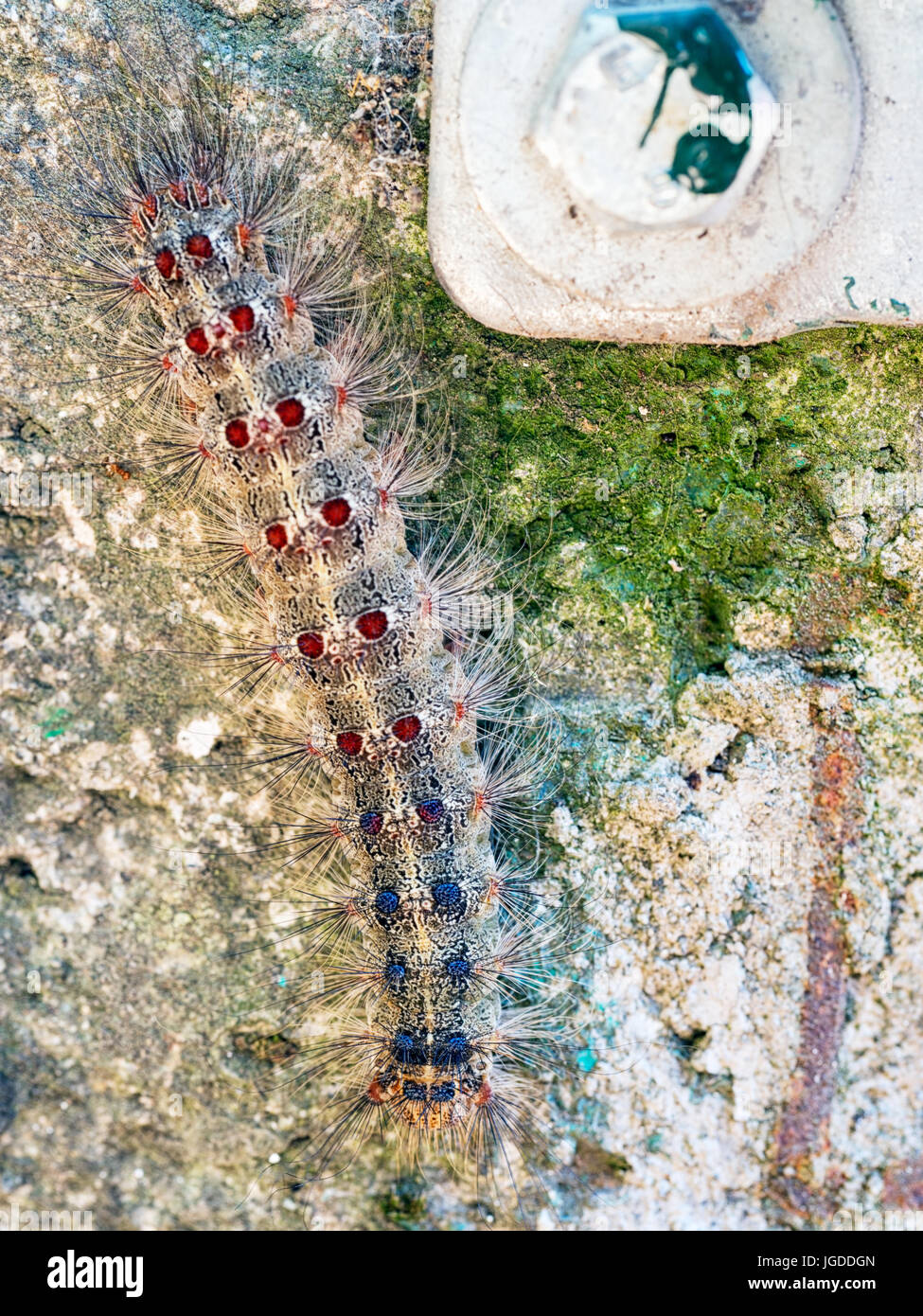 Caterpillar spongieuse. Lymantria dispar. Banque D'Images