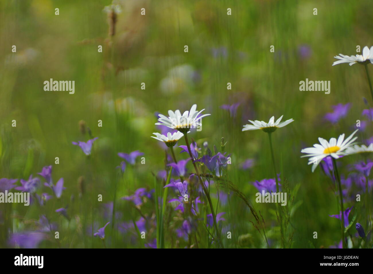 Fleurs et l'herbe éclairées par la lumière du soleil chaud de l'été sur un pré, abstract backgrounds naturel pour votre conception. Camomille Meadow Banque D'Images