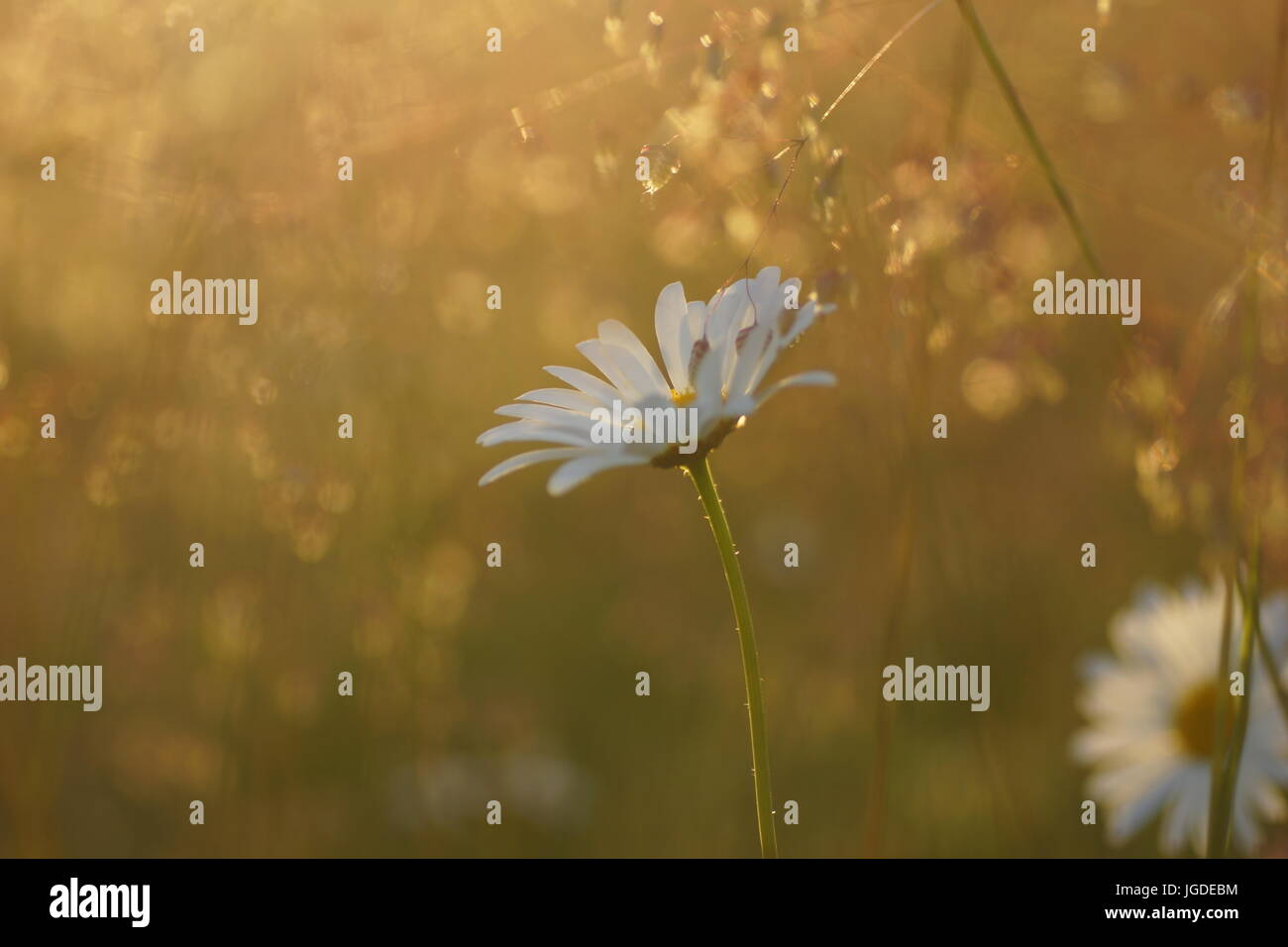 Fleurs et l'herbe éclairées par la lumière du soleil chaud de l'été sur un pré, abstract backgrounds naturel pour votre conception. Camomille Meadow Banque D'Images