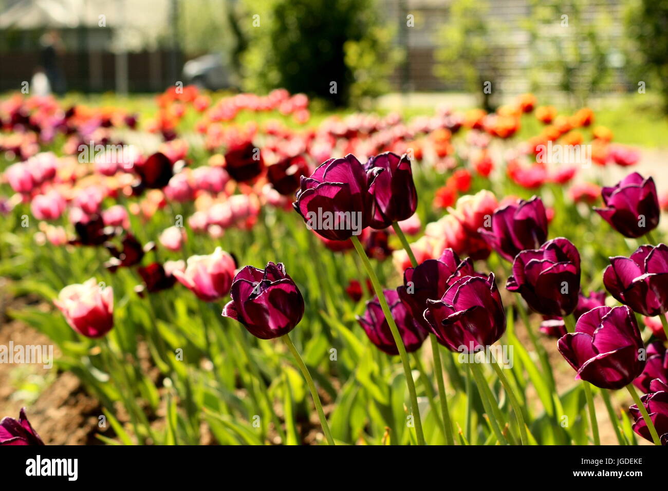 Tulipes colorées au jardin botanique Banque D'Images