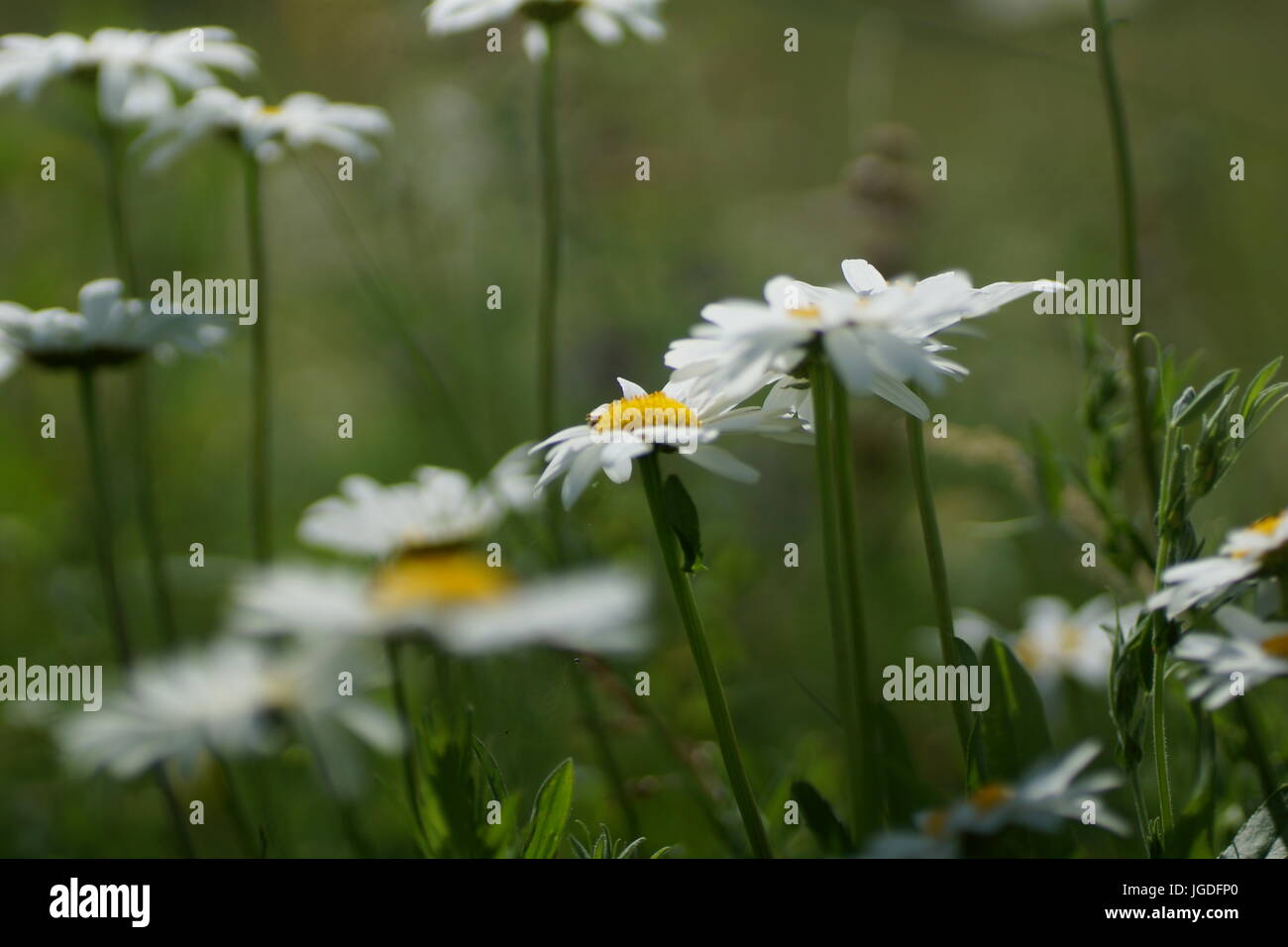 Fleurs et l'herbe éclairées par la lumière du soleil chaud de l'été sur un pré, abstract backgrounds naturel pour votre conception. Camomille Meadow Banque D'Images