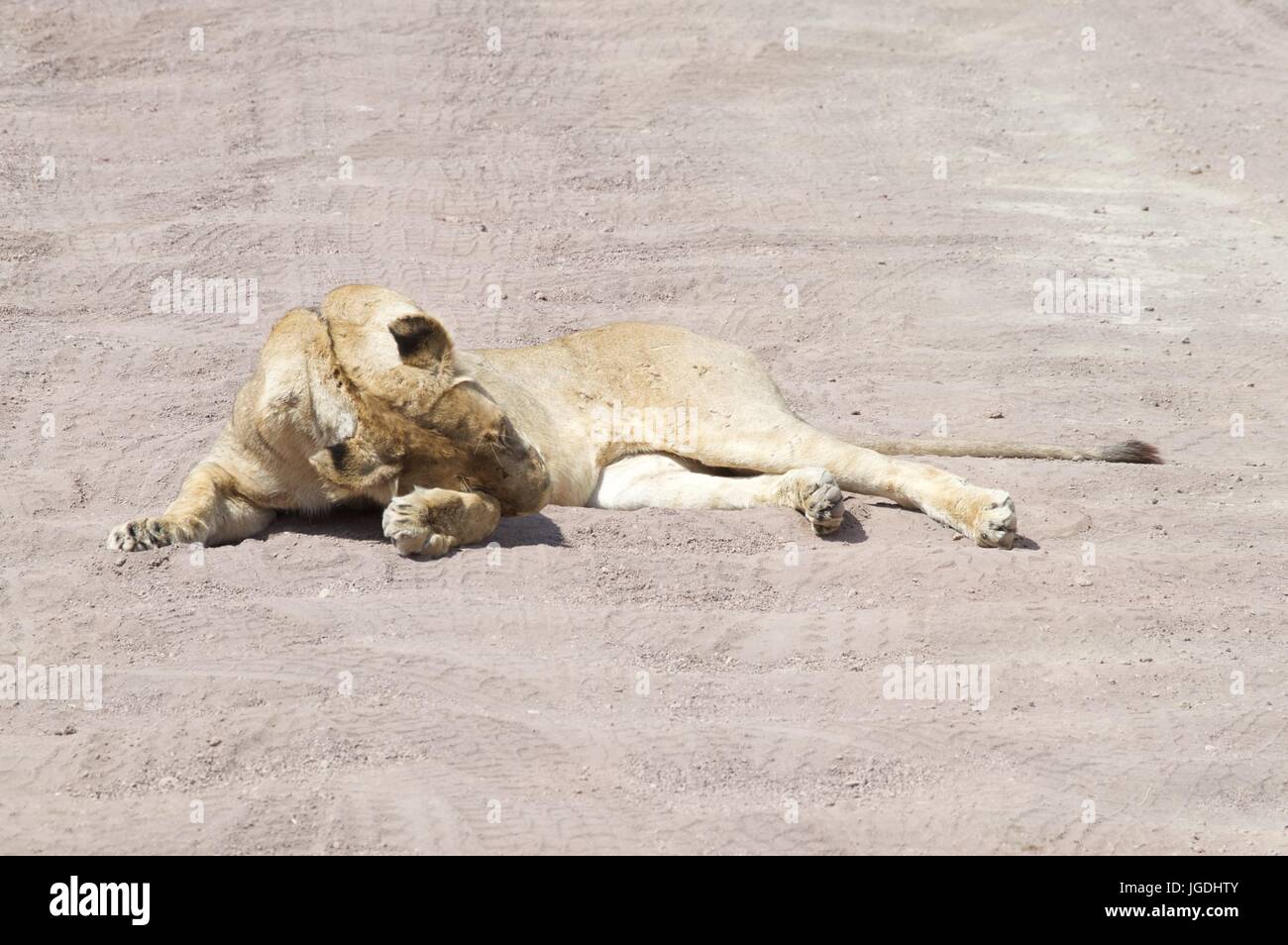 Lion s'est effondré sur la route sous le soleil d'après-midi, le cratère du Ngorongoro, en Tanzanie Banque D'Images