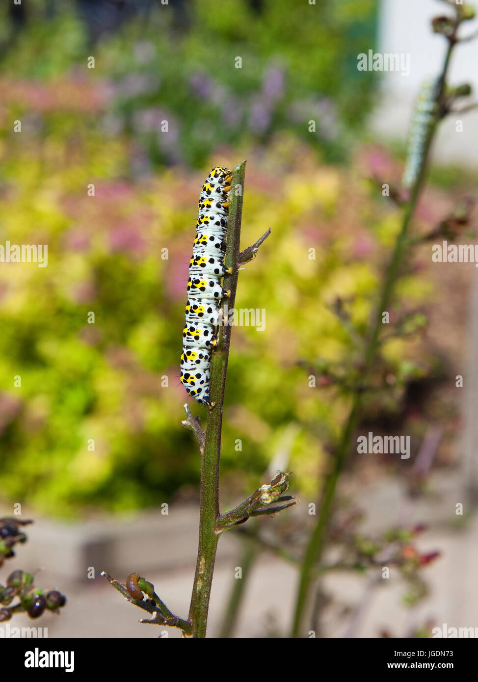Une espèce de chenille cucullia verbasci molène aux couleurs lumineuses sur une plante en été scrofulariacées Banque D'Images