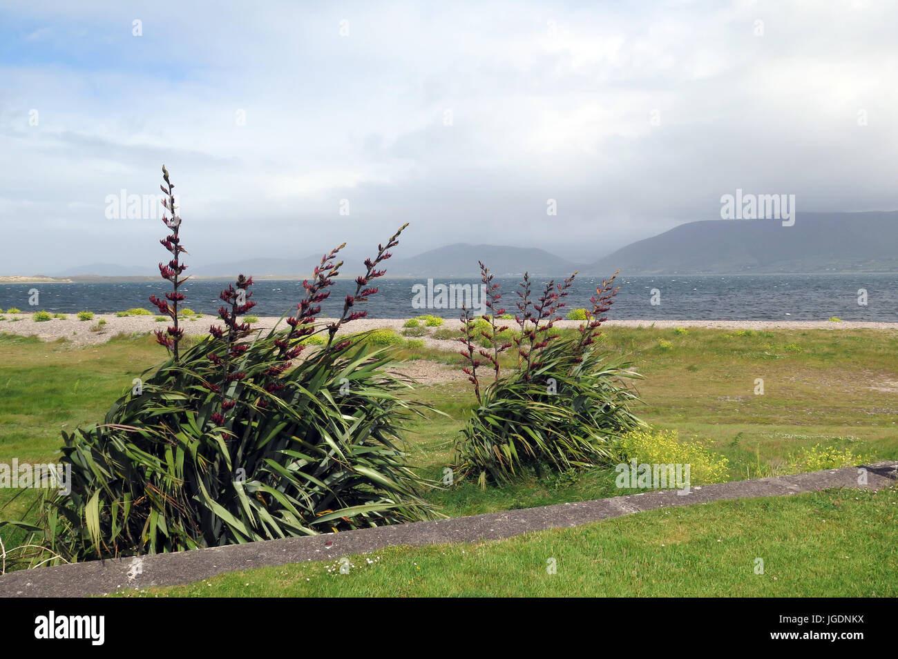 Cromane Beach, Irlande Banque D'Images Cromane Beach, Irlande Banque D'Images