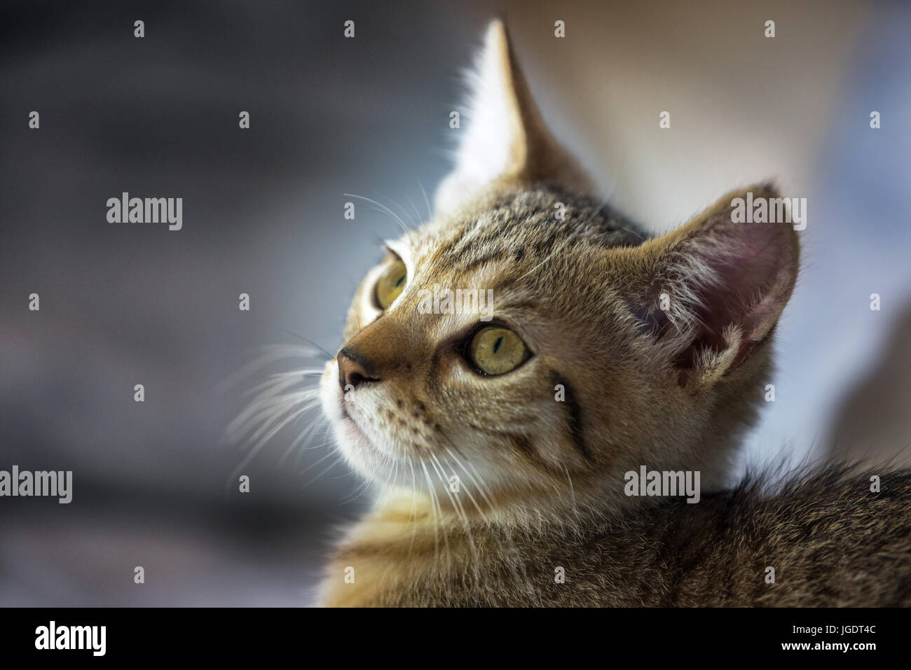 Chaton face close up Banque D'Images