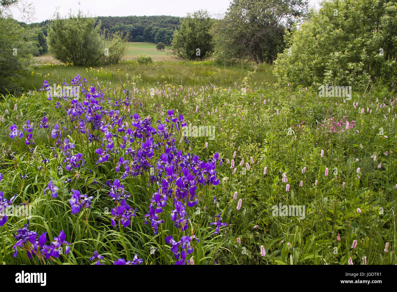Iris de Sibérie, Iris sibirica, Sibirische Schwertlilie (Iris sibirica) Banque D'Images