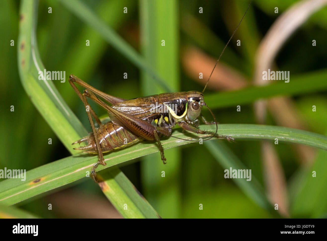 Roesels Bei ?schrecke, Metrioptera roeselii petit homme, Roesels Beißschrecke (Metrioptera roeselii) Männchen Banque D'Images