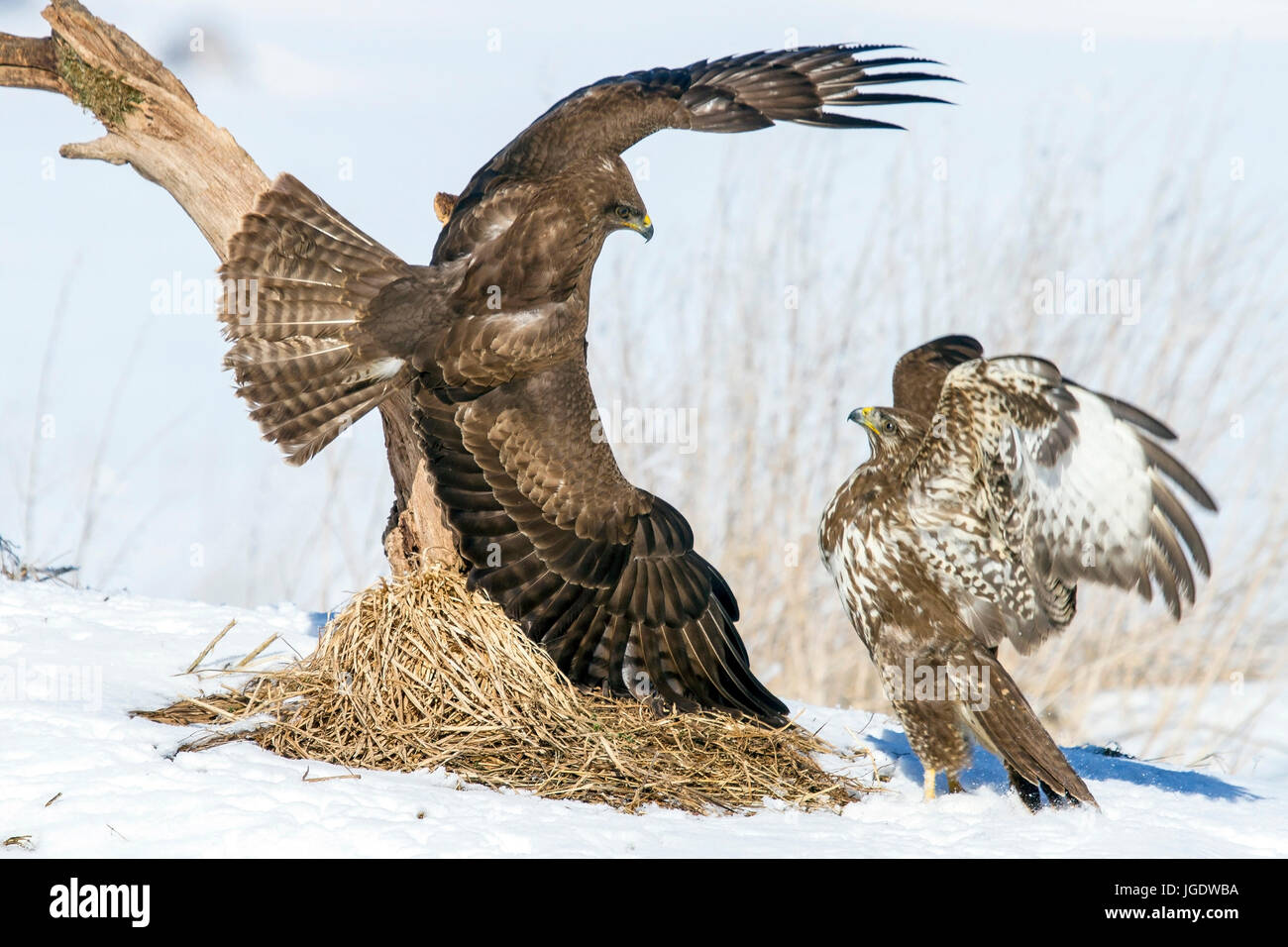 Buzzards commun, Buteo buteo argumenter à propos feed, Mäusebussarde (Buteo buteo) sich streiten um Futter Banque D'Images