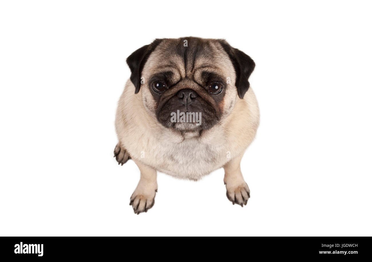 Vue De Dessus De Chien Banque d'image et photos Page 3 Alamy — free download