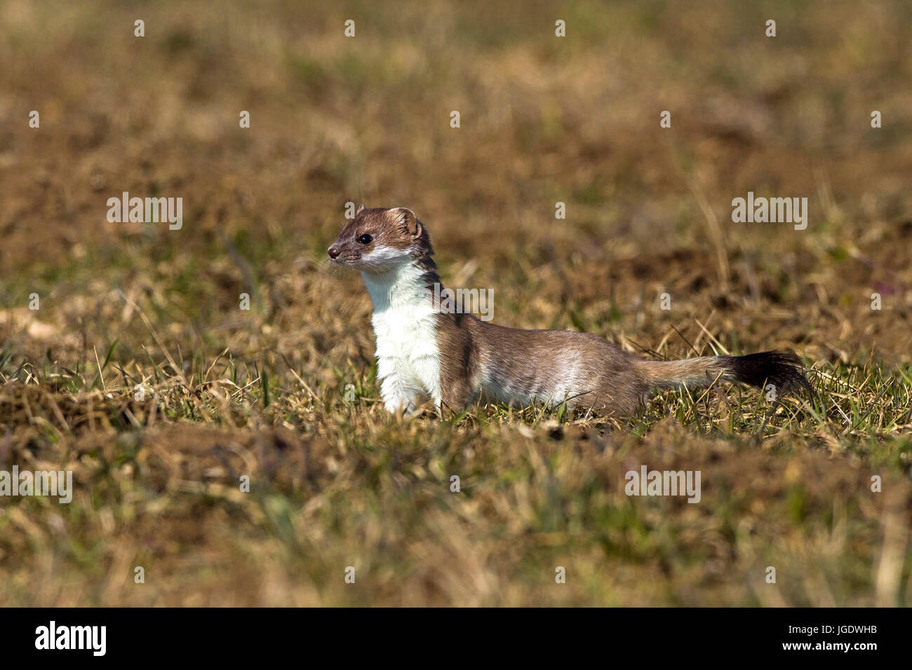 L'hermine, Mustela erminea, Hermelin (Mustela erminea) Banque D'Images