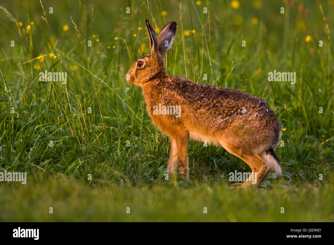 Domaine hare, Lepus europaeus, Feldhase (Lepus europaeus) Banque D'Images