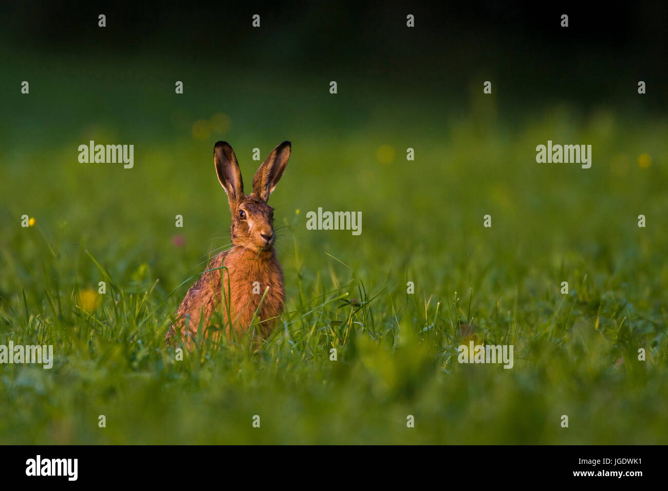 Domaine hare, Lepus europaeus, Feldhase (Lepus europaeus) Banque D'Images