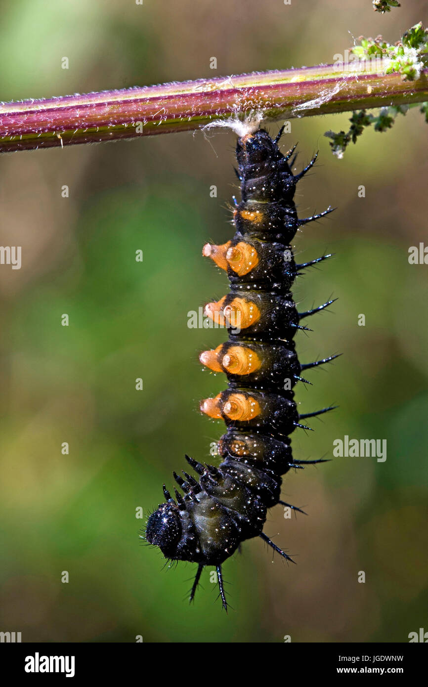 Papillon paon de jour, Inachis Io le Verpuppung avant de Caterpillar, Tagpfauenauge (Inachis Io) vor der Raupe Verpuppung Banque D'Images