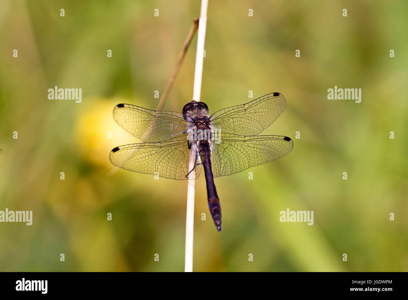 Black moor libellule Sympetrum danae, petits hommes, Schwarze Heidelibelle (Sympetrum danae) Männchen Banque D'Images