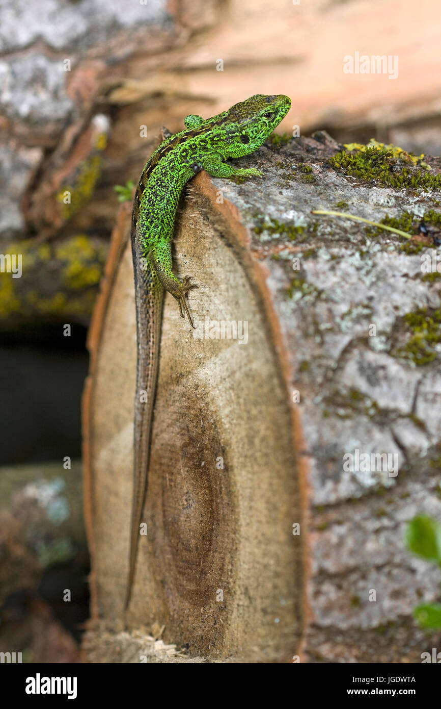 Fence lizard Lacerta agilis, petit homme, Zauneidechse (Lacerta agilis) Männchen Banque D'Images