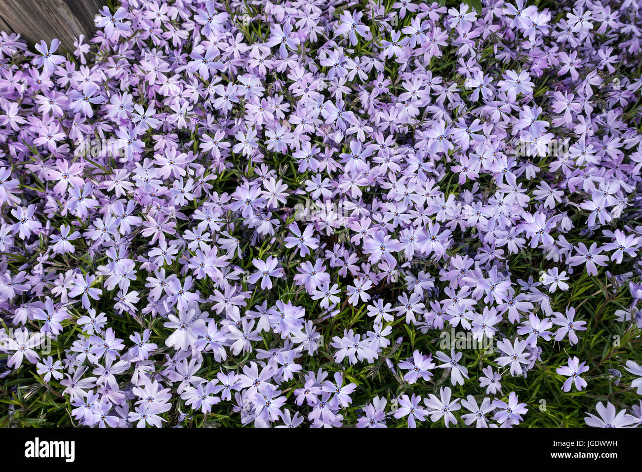 Libre tourné d'un patch de belles fleurs sauvages violet Banque D'Images