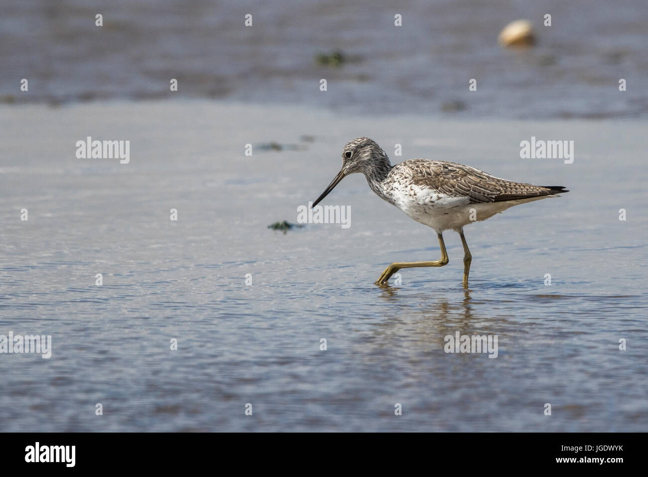 Tringa nebularia cuisse, vert, (Tringa nebularia Grünschenkel) Banque D'Images