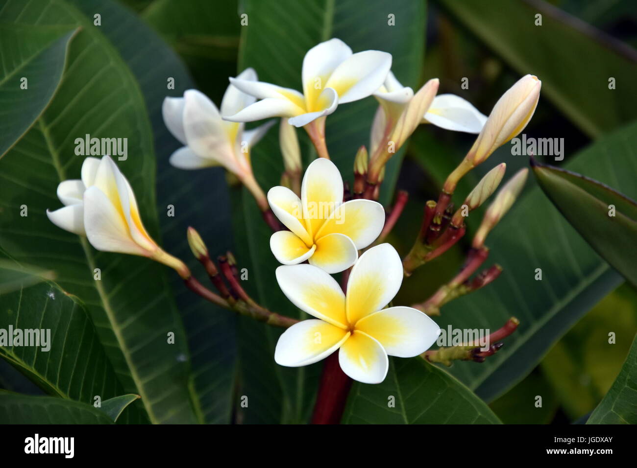 Tropical frangipani blanc fleur qui s'épanouit sur l'arbre. Plumeria flower  spa. Belle Rose jaune et orange fleur blanche et des feuilles vertes Photo  Stock - Alamy
