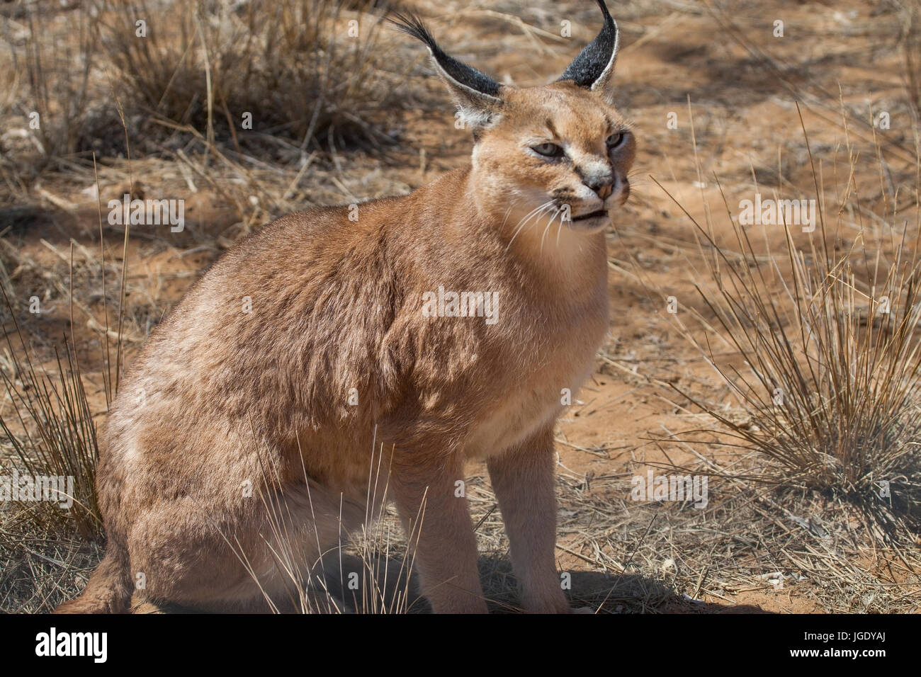 Caracal, Caracal caracal Caracal (Caracal caracal,) Banque D'Images