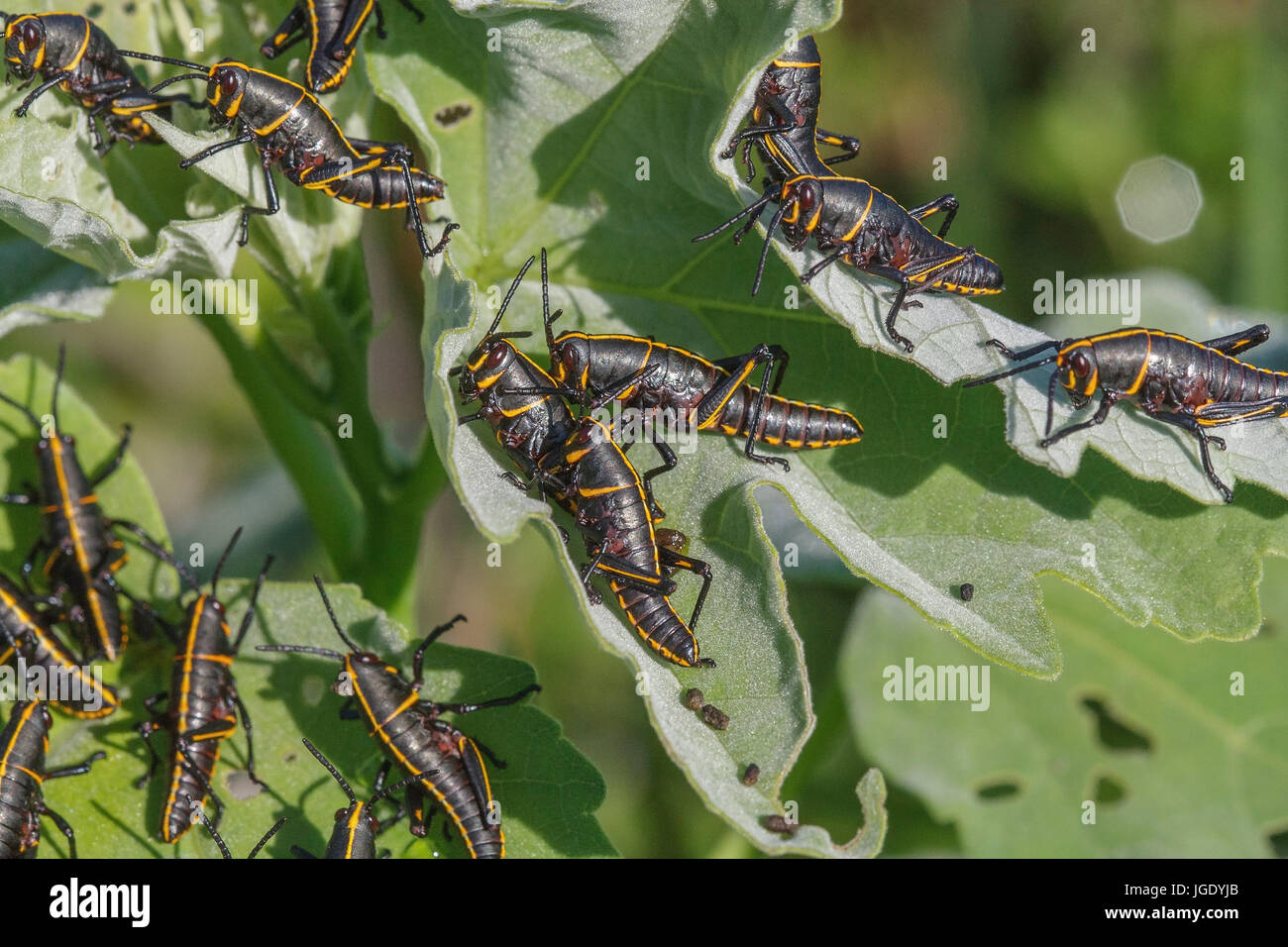 Eastern lubber grasshopper, Romalea guttata, Eastern lubber grasshopper (Romalea guttata) Banque D'Images