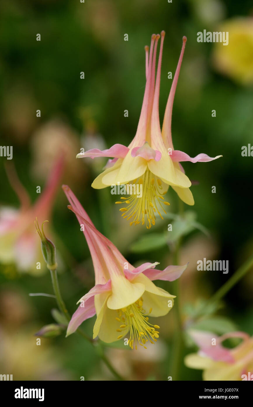 Aquilegia, Akelei Banque D'Images