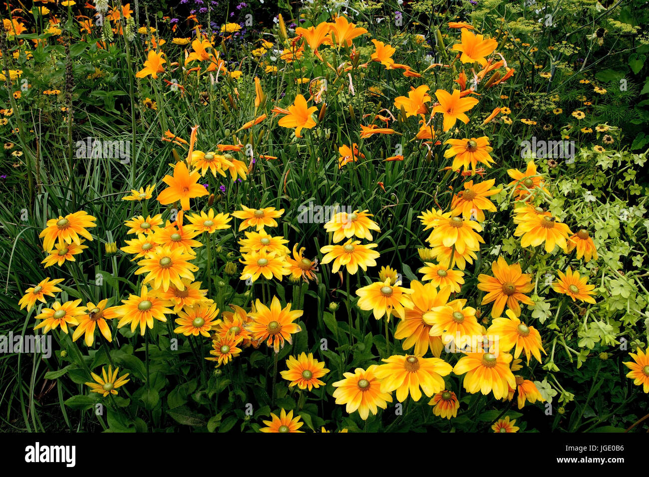 Girl's eye et lis, Maedchenauge und Lilien Banque D'Images