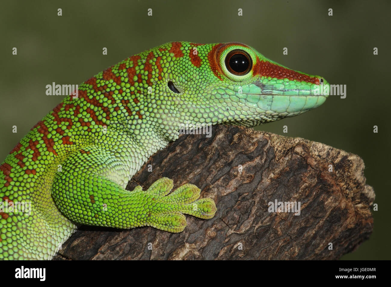 Madagascar-day gecko, Madagaskar-Taggecko Banque D'Images