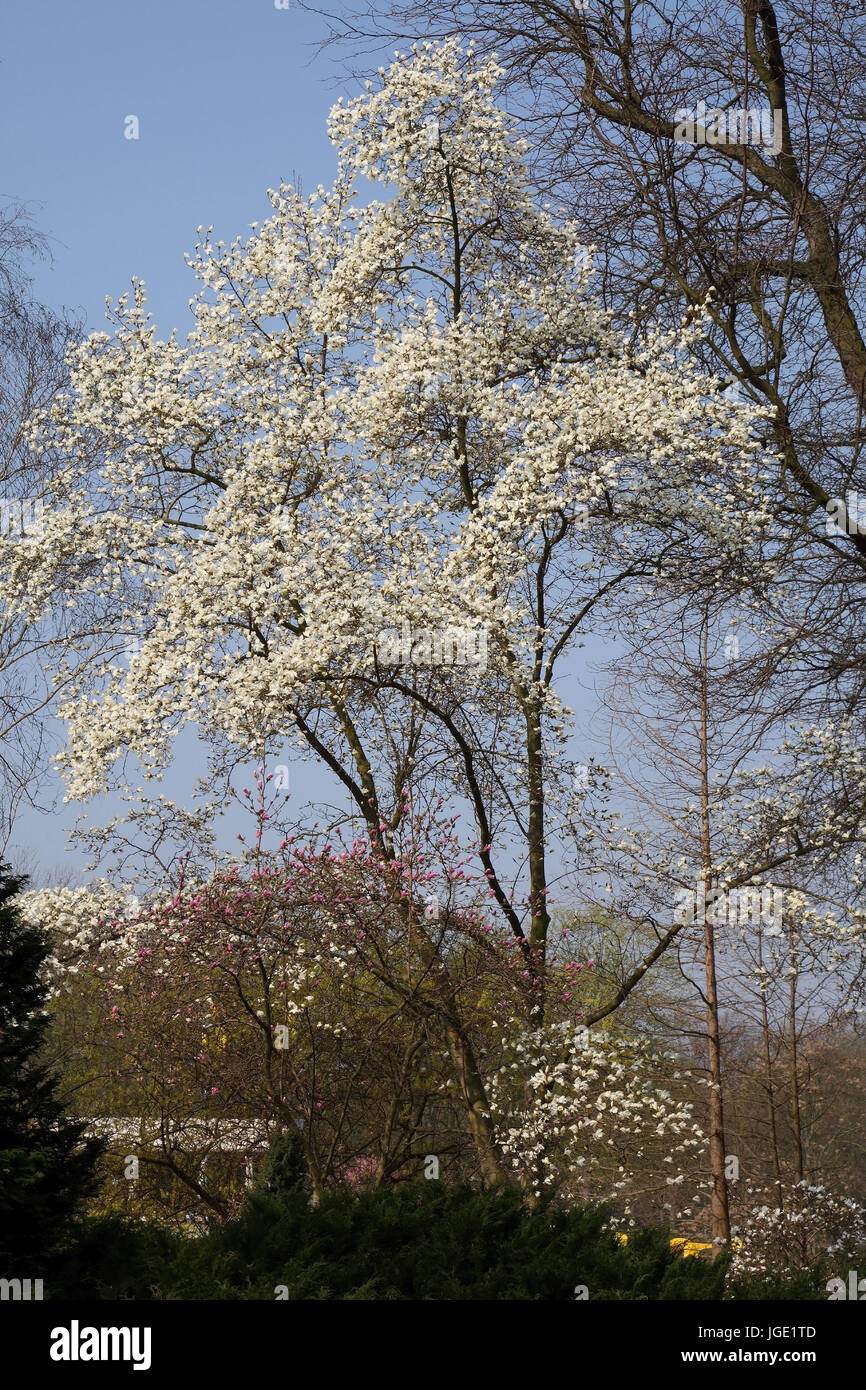 Magnolia en fleurs dans le Luisenpark Mannheim, Bluehende Magnolie im Luisenpark Mannheim Banque D'Images