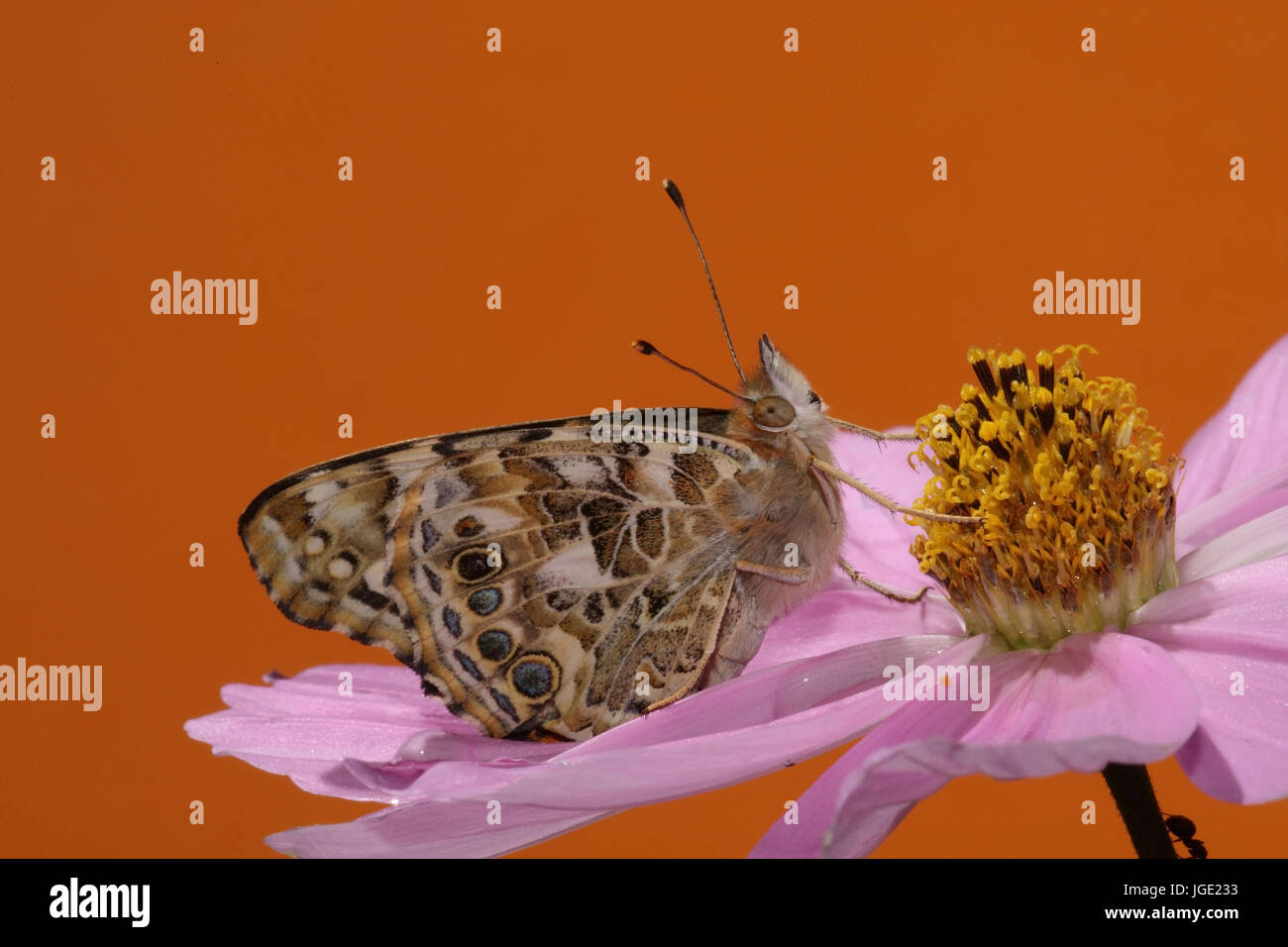 Papillon Thistle se trouve sur oranger, Distelfalter Bluete sitzt auf Banque D'Images