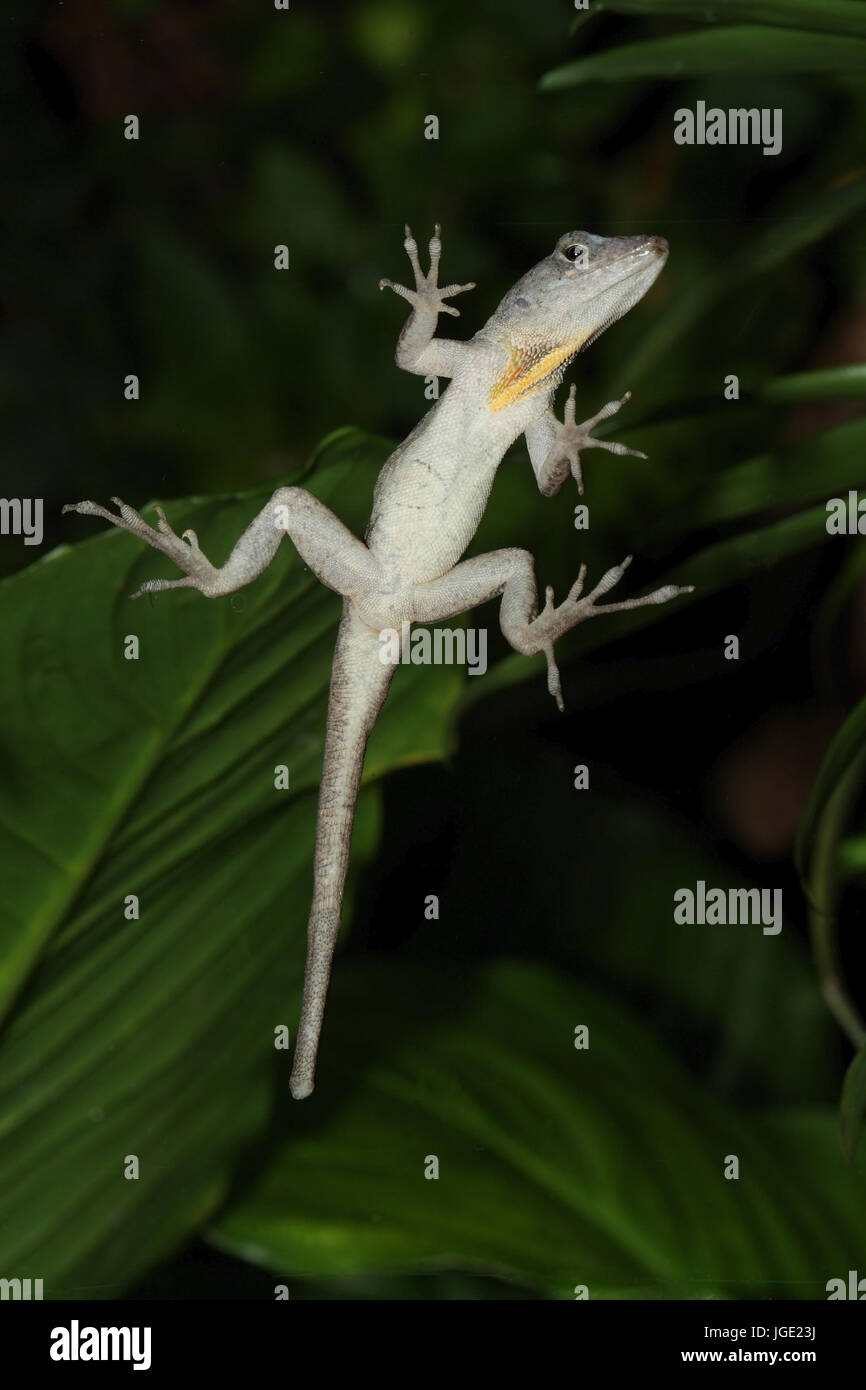 Les Caraïbes-Anolis Banque D'Images