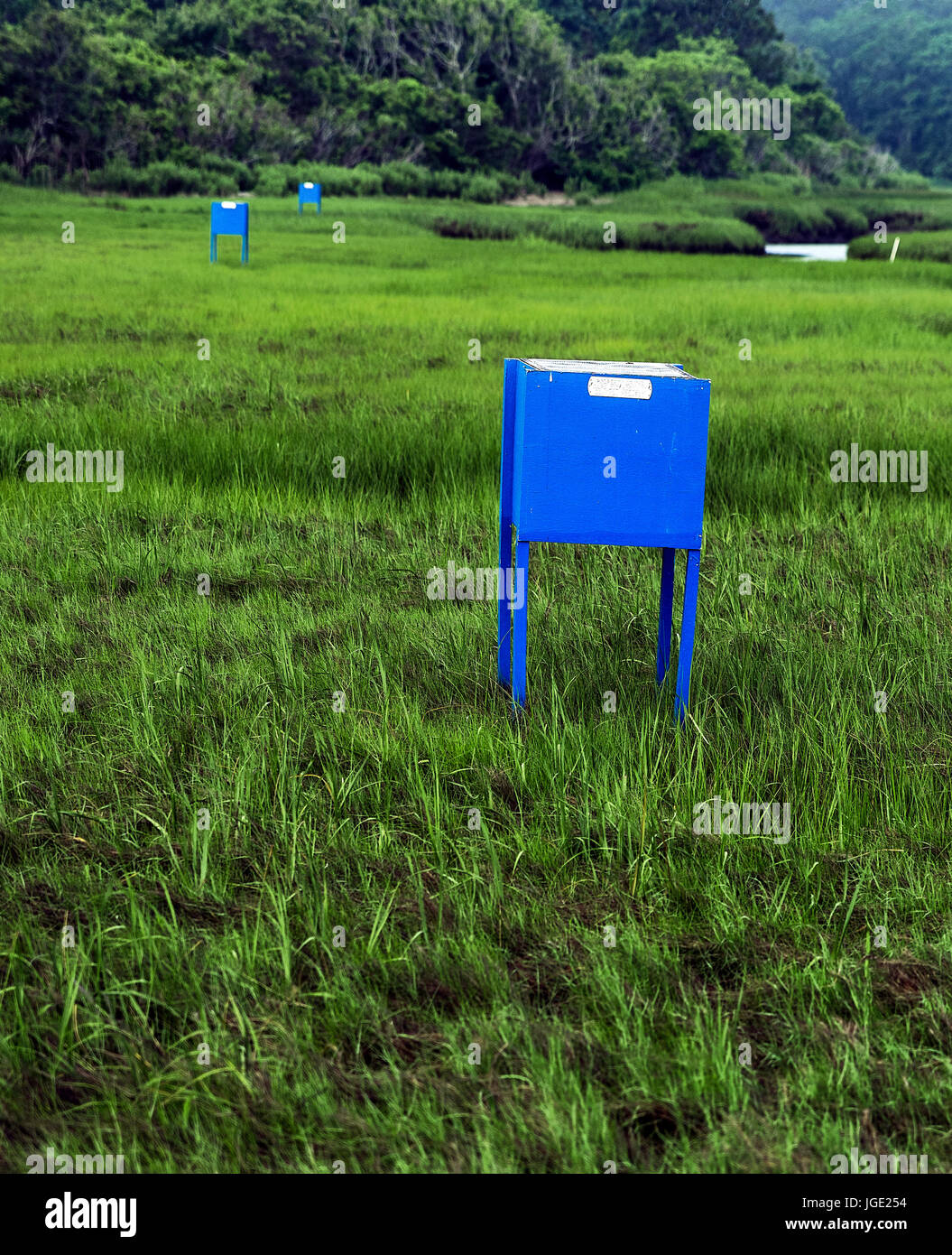 Pièges à moustiques dans un marais salé, Cape Cod, Massachusetts, États-Unis. Banque D'Images