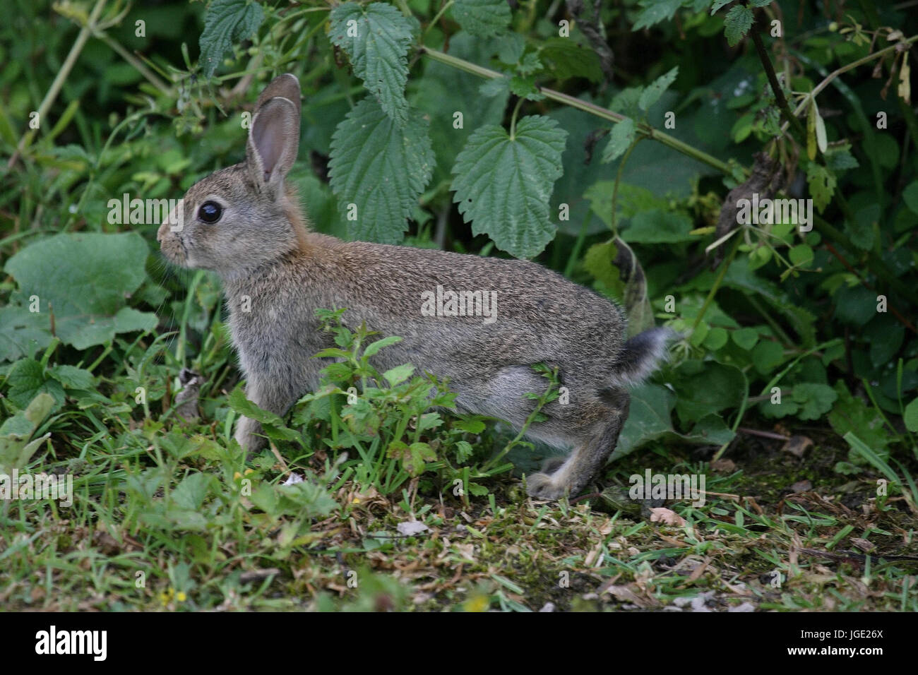 Jeune lapin sauvage, Junges Wildkaninchen Banque D'Images