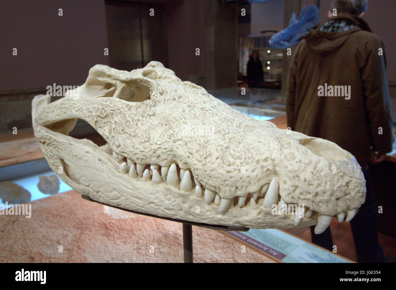 Tête de squelette de crocodile musée blanc os Banque D'Images