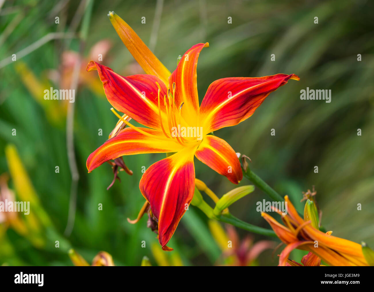 Fleur de « Red Precious » (Hemerocallis « Red Precious ») en été à West Sussex, Angleterre, Royaume-Uni. Macro gros plan Banque D'Images
