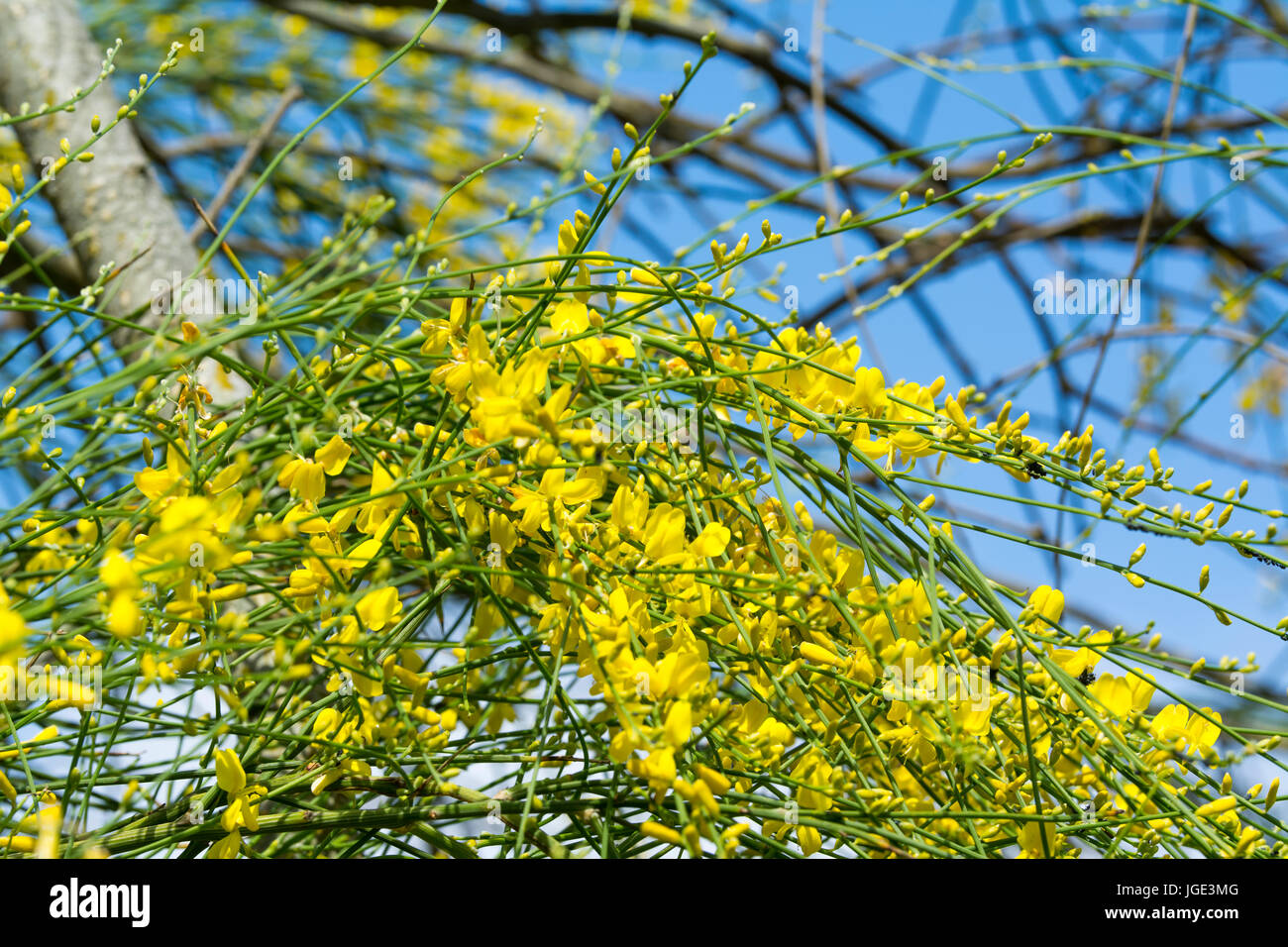 Balai espagnol (Catégorie : Augmente Melangez junceum), AKA Weaver's broom en été de plus en plus dans le West Sussex, Angleterre, Royaume-Uni. Banque D'Images