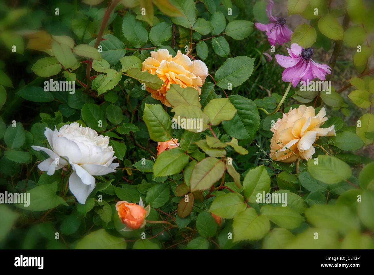 Rosiers dans le jardin sur une journée ensoleillée. David Austin Rose Crocus Rose and Crown Princess Margareta Banque D'Images