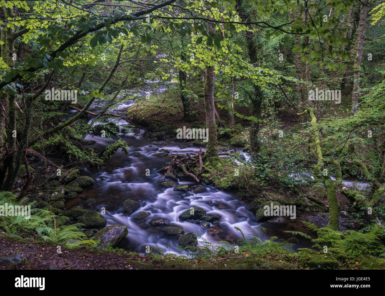 Cours d'eau qui coule dans un bois ancien avec arbres moussus Banque D'Images