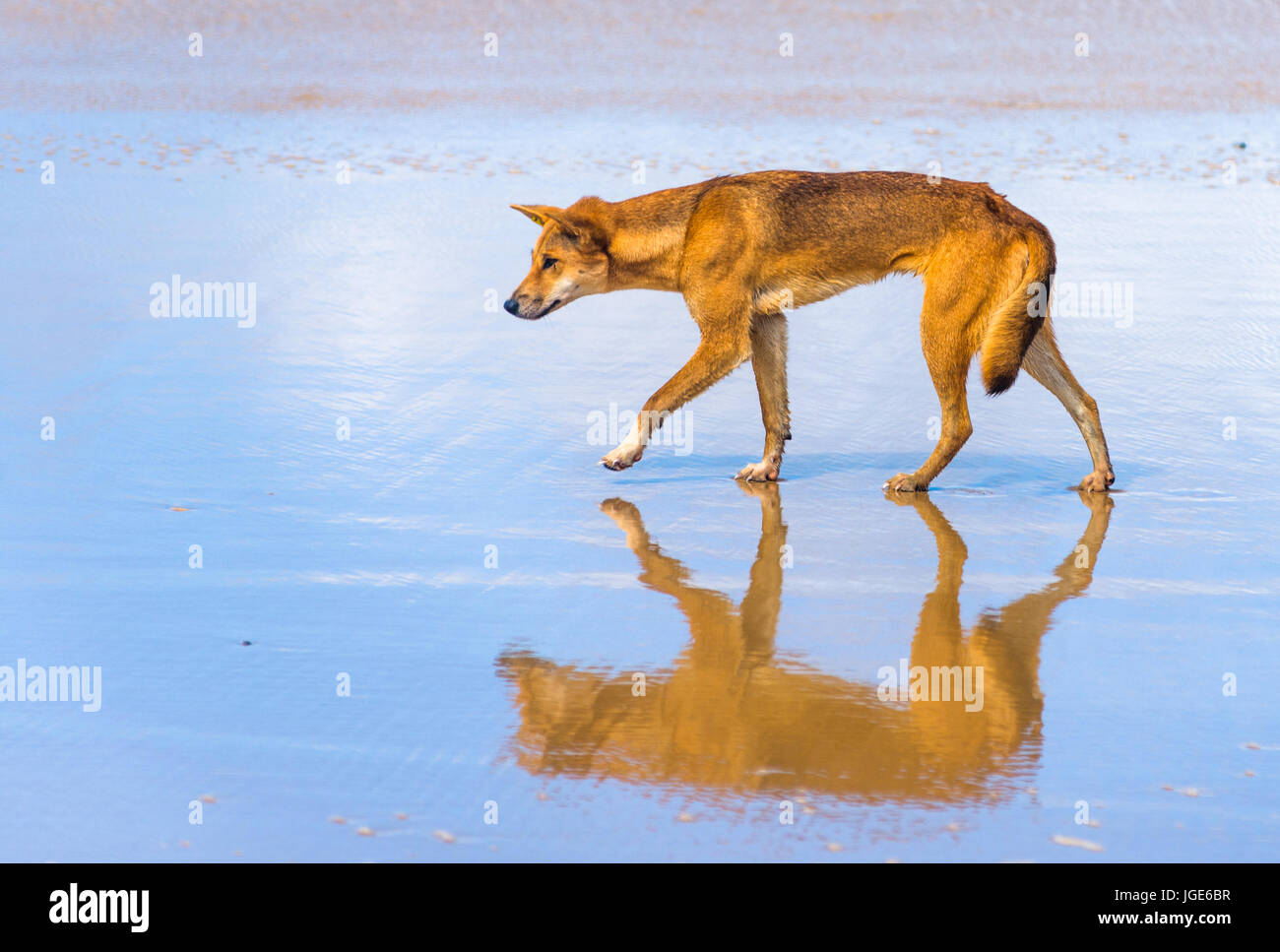 Dingo sur soixante cinq mile beach, Fraser Island, Queensland, Australie Banque D'Images