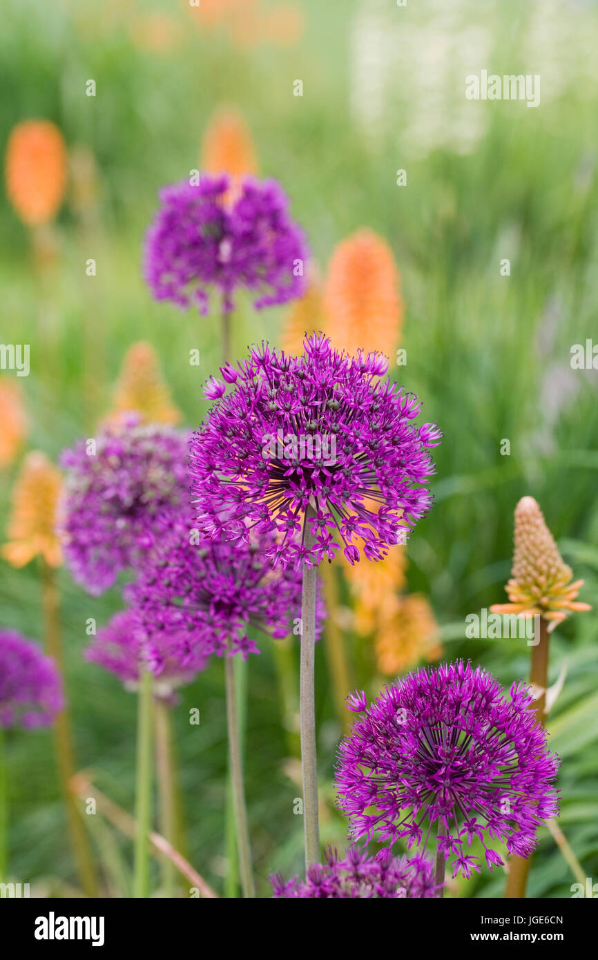 Allium 'Purple Sensation' en face du Kniphofia 'Fiery Fred'. Banque D'Images