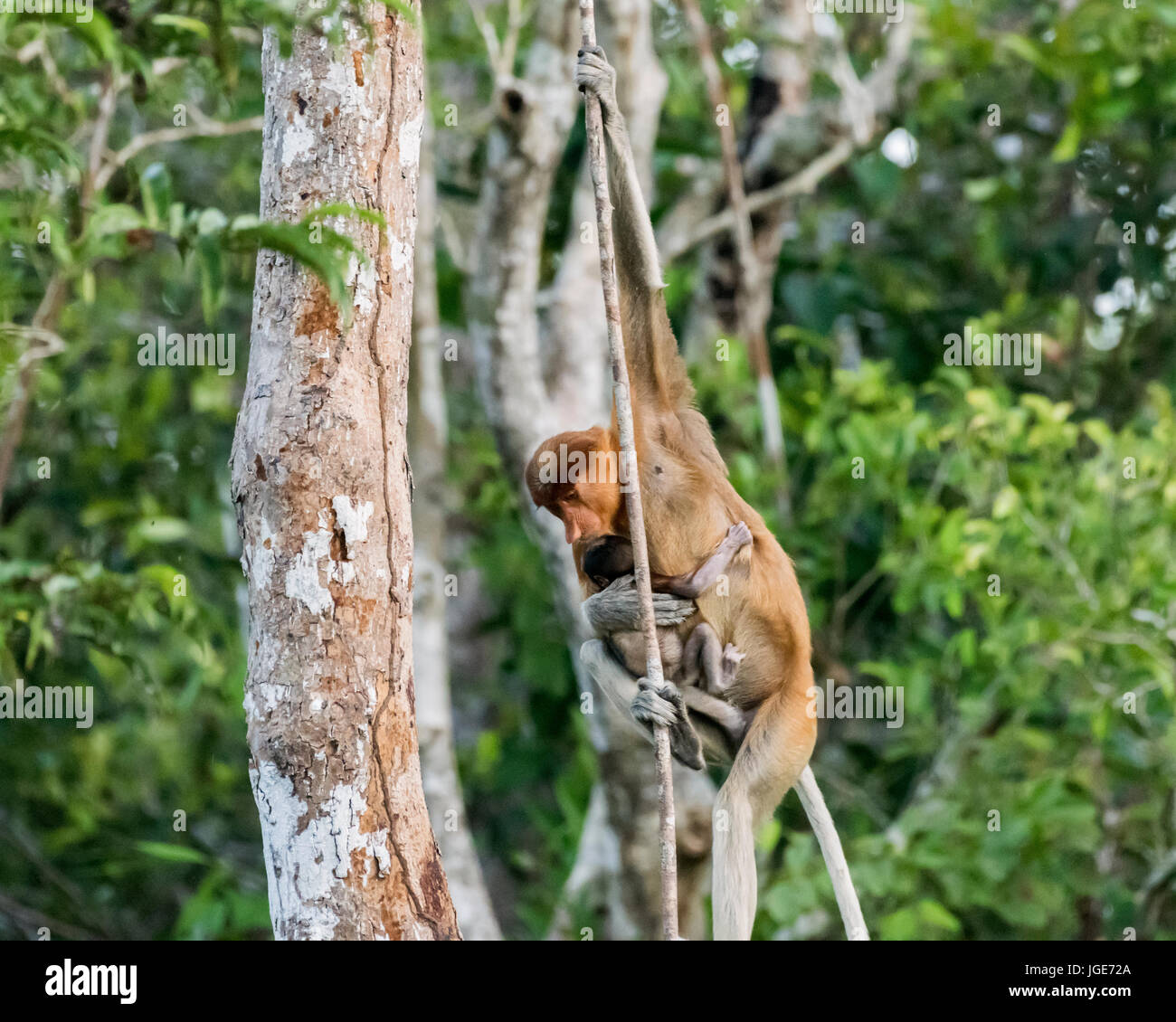 Mère singe proboscis et petit bébé balancer par les arbres, Tanjung Puting NP, Indonésie Banque D'Images
