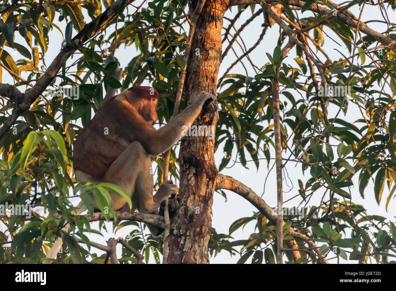 Mâle mature Proboscis Monkey en fin d'or de la lumière du jour, la rivière Sekonyer, Tanjung Puting NP, Indonésie Banque D'Images
