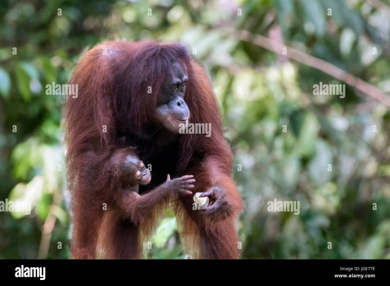 Bébé orang-outan d'essayer de récupérer la mère à la banane une station d'alimentation, de l'Indonésie, de Tanjung Puting NP Banque D'Images
